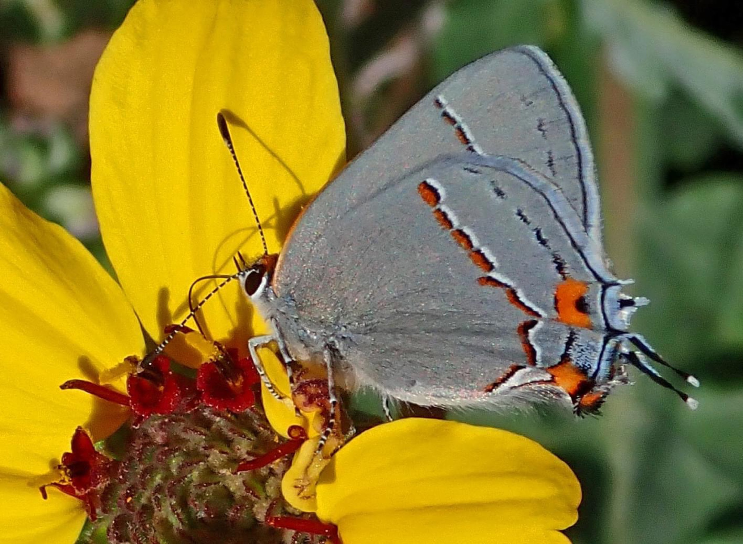 A butterfly resting open-winged on a pink garden bloom