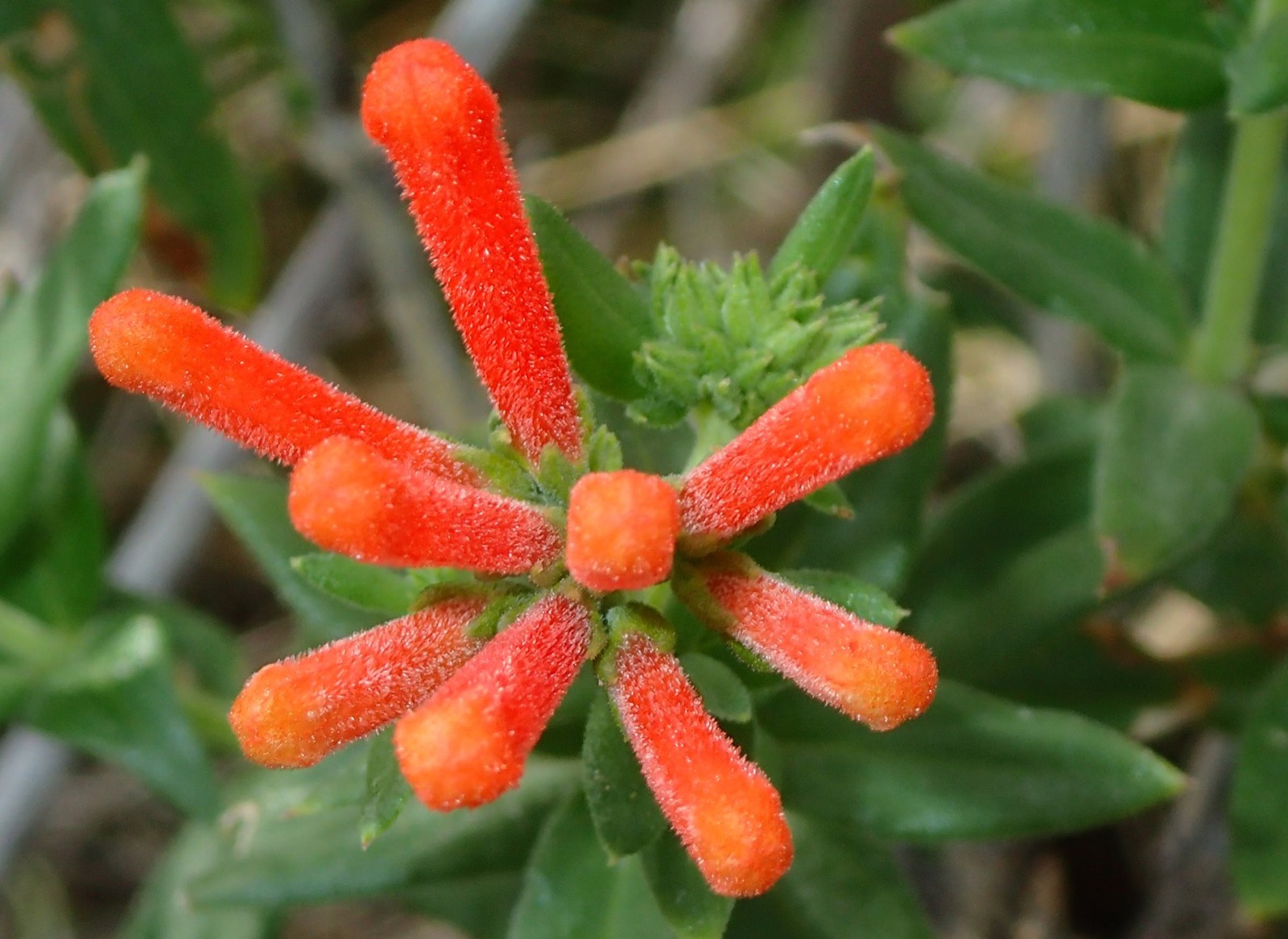 Orange tubular blooms opening along a green stem