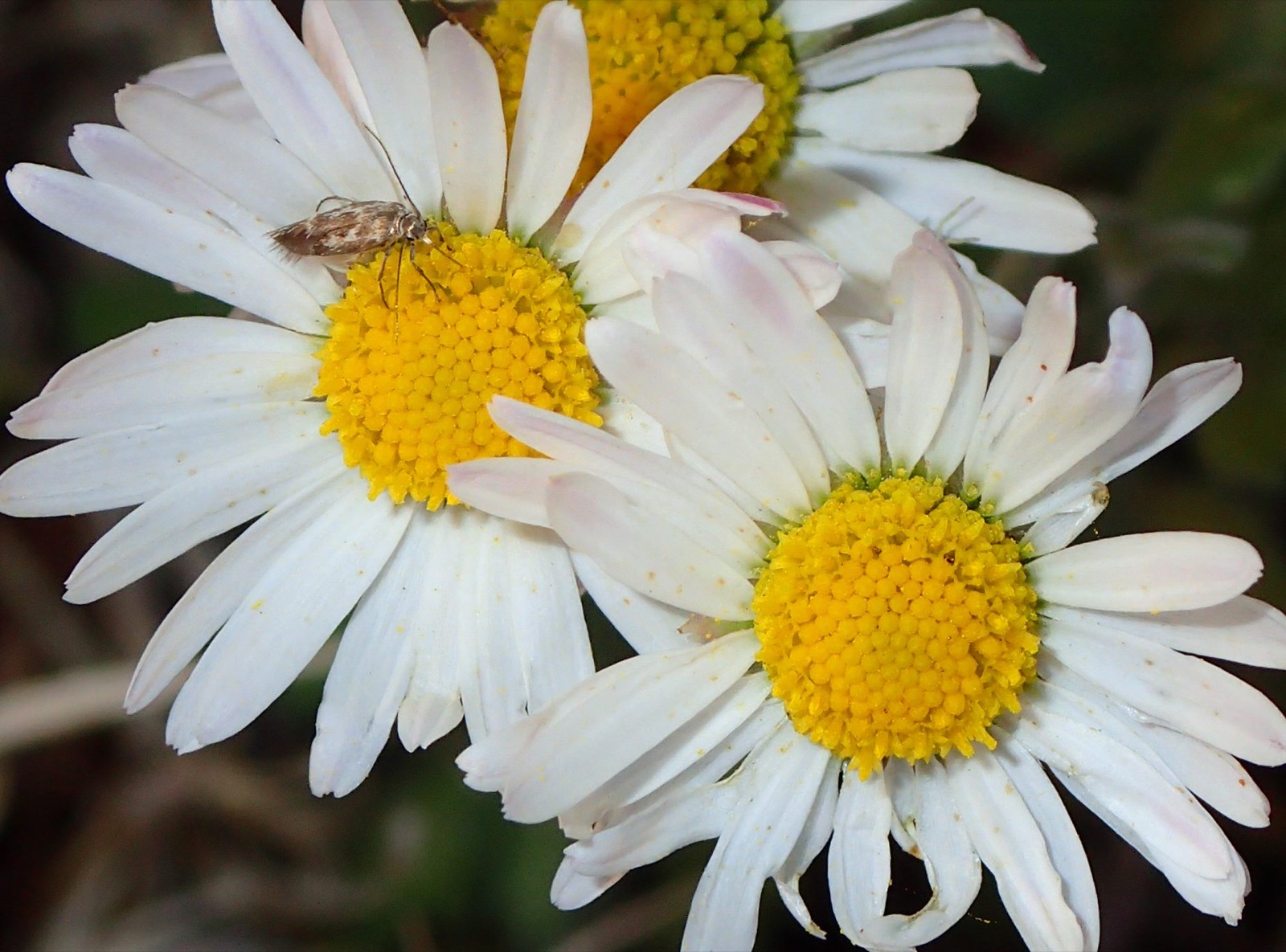 A single white daisy turned toward the light