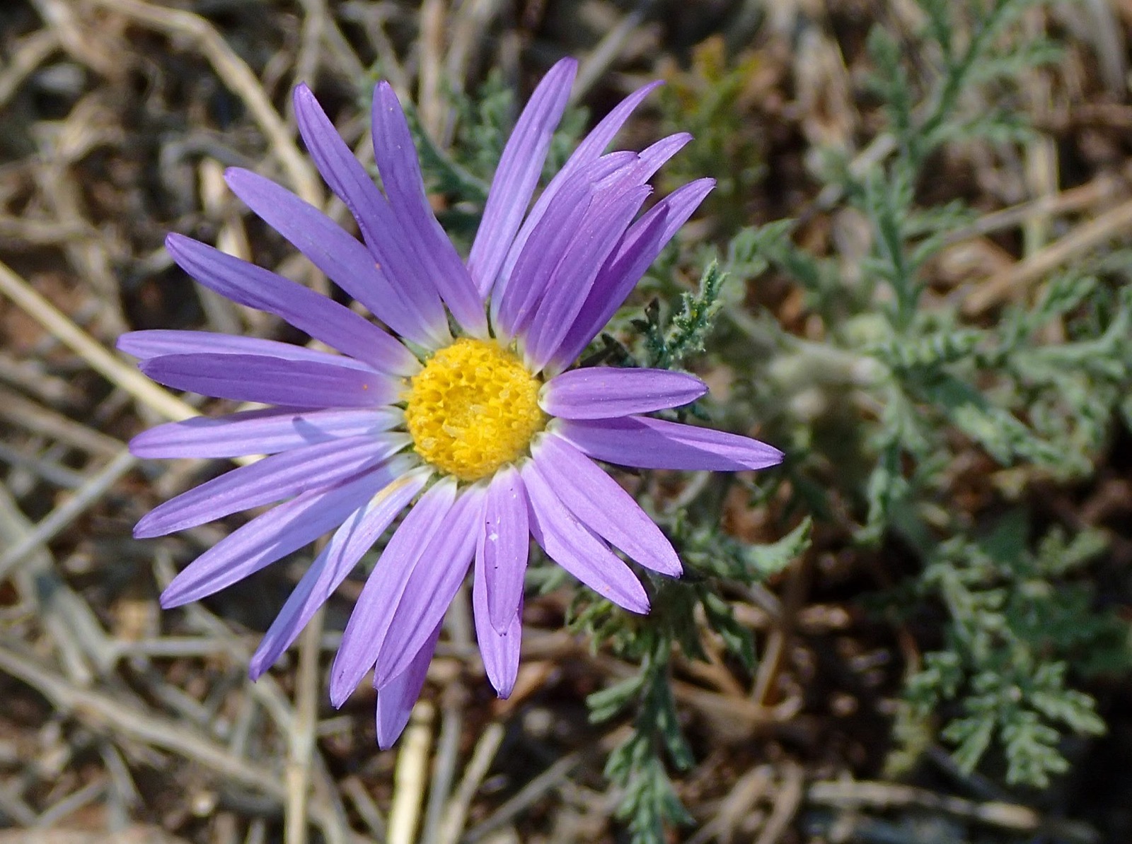 A purple aster open against dry grass