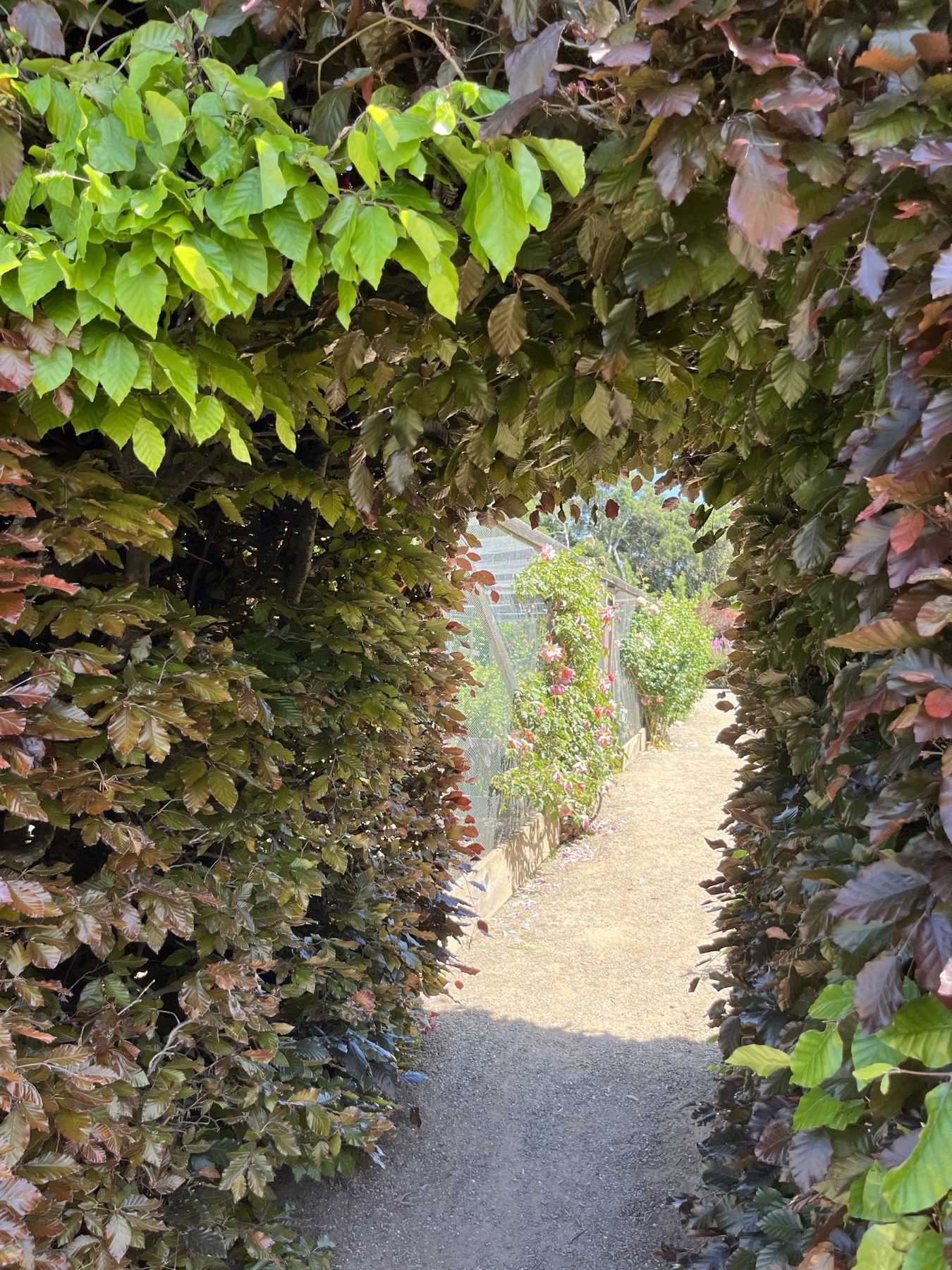 A leafy archway opening onto a sunlit garden path