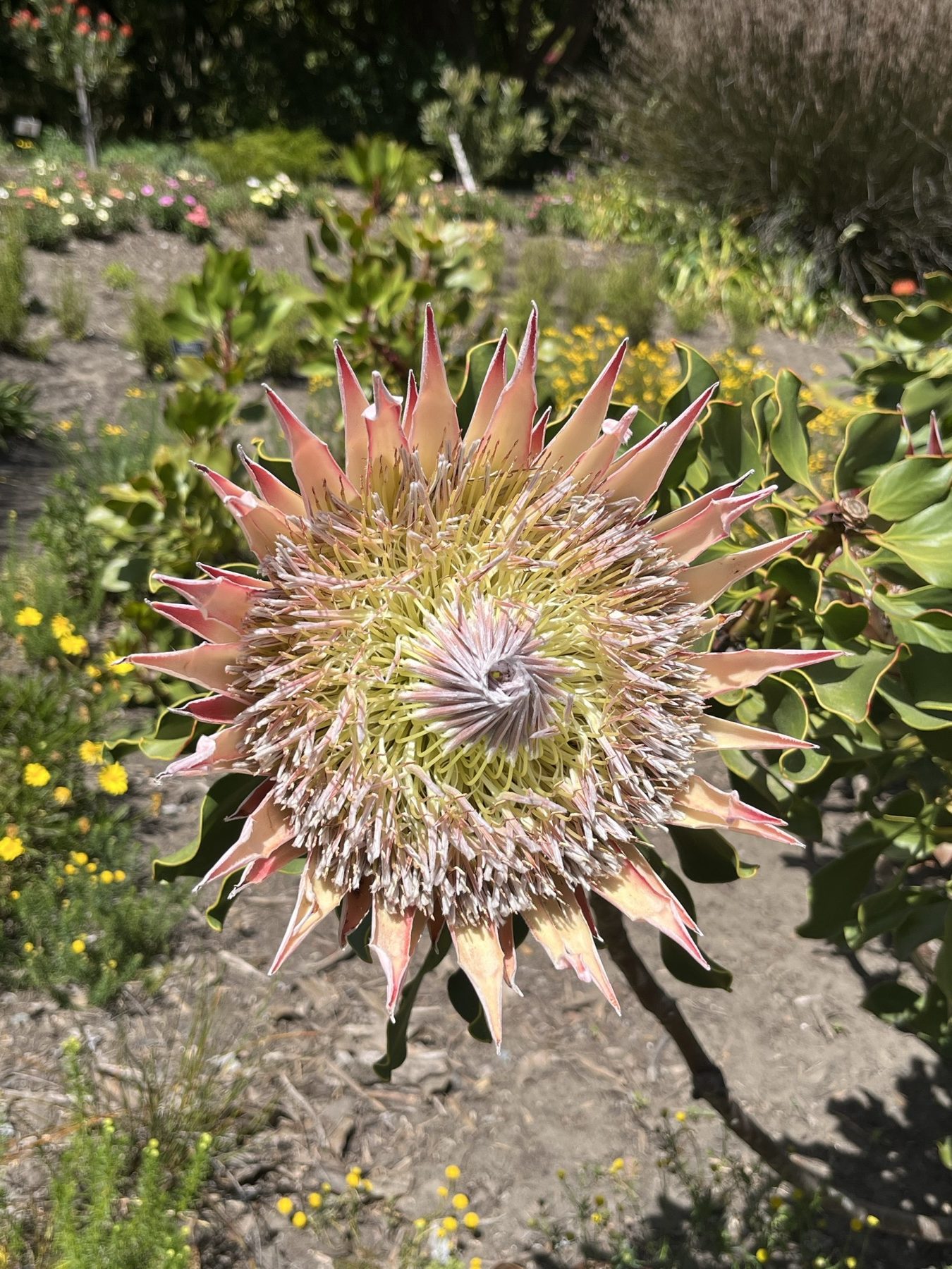 A king protea open in full sun