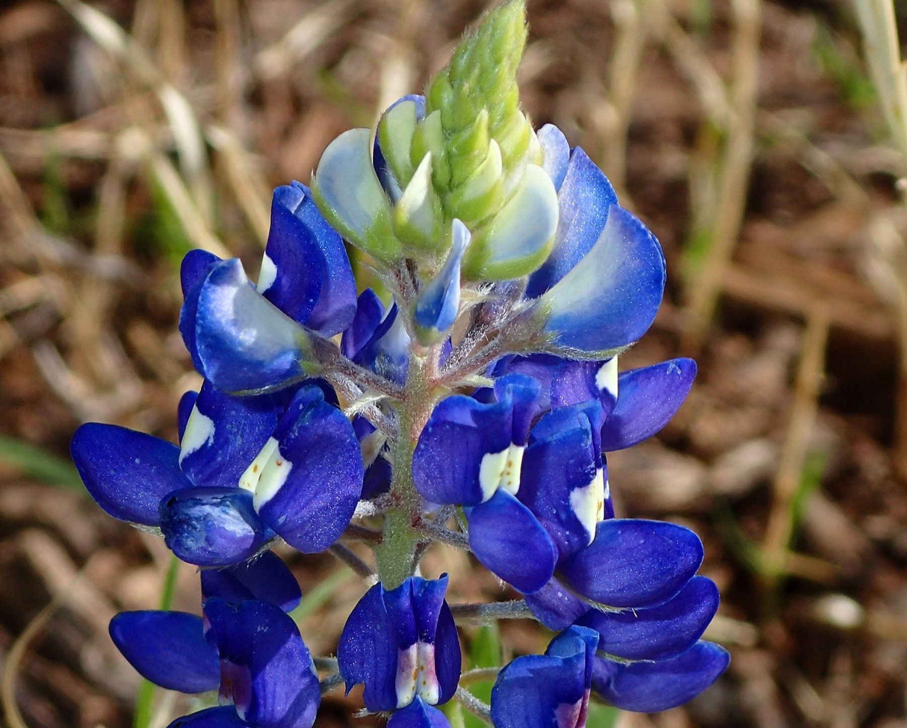 A Texas bluebonnet spike in close-up