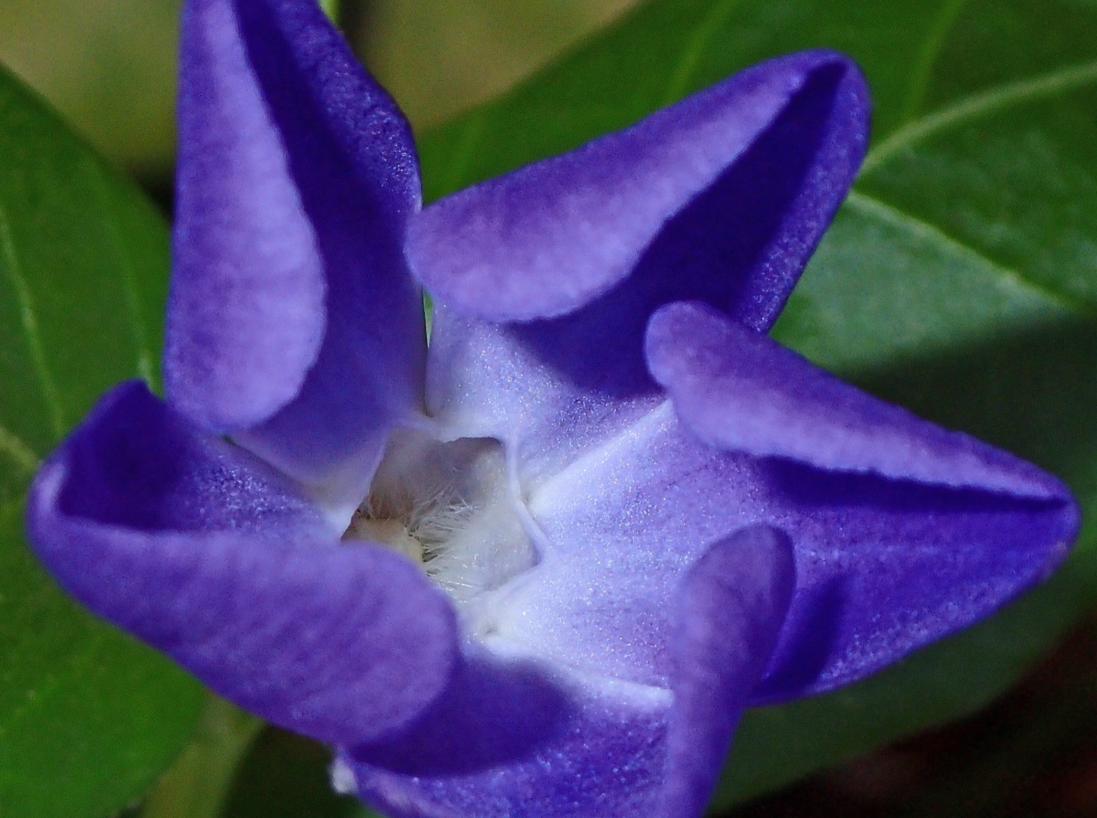 A blue-violet bloom in close-up, petals curling back