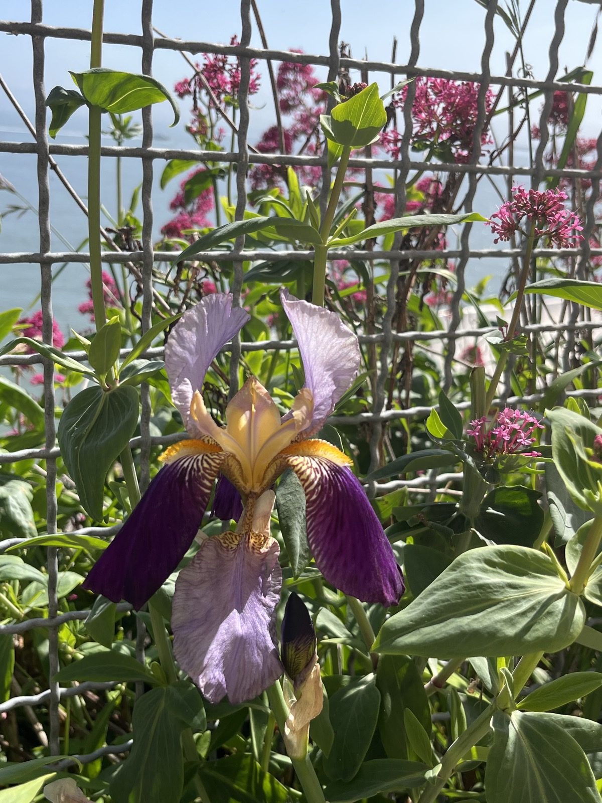 A purple bearded iris open against a wire trellis, the sea beyond