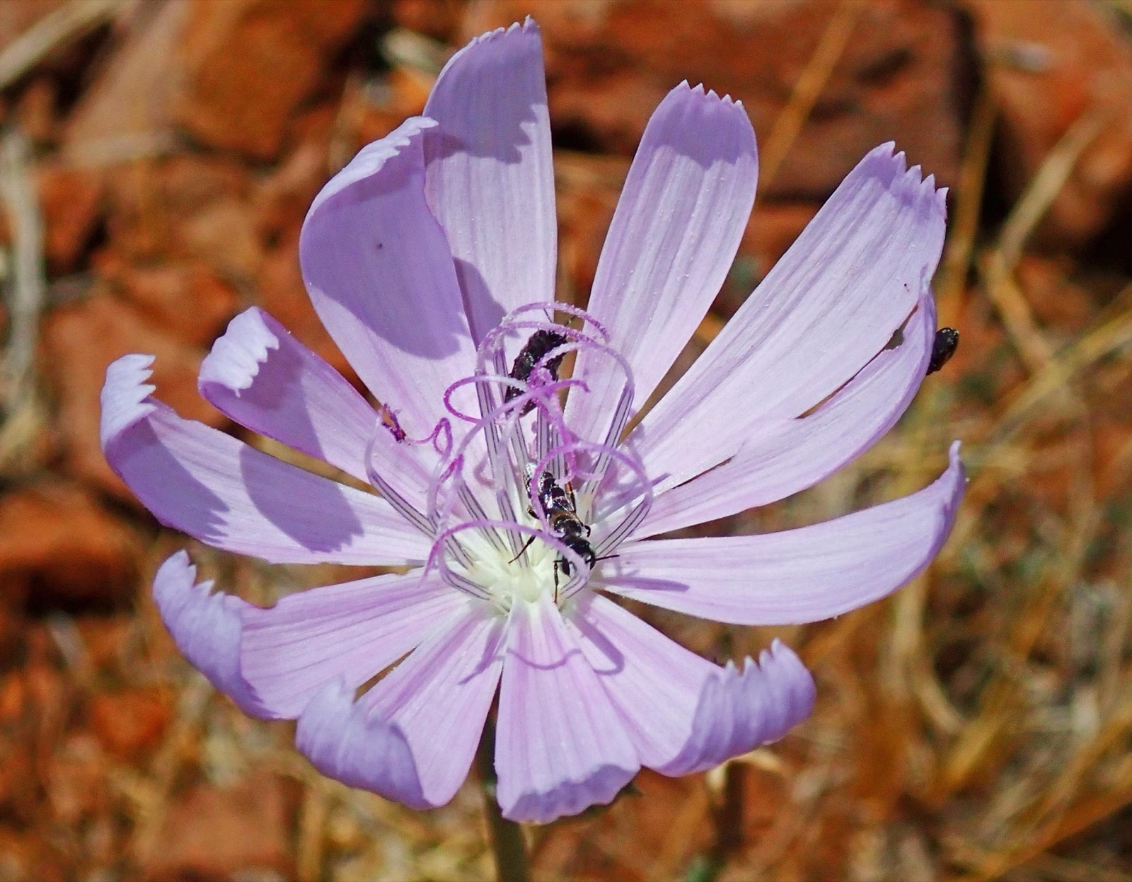 A pale lilac bloom open on the ground