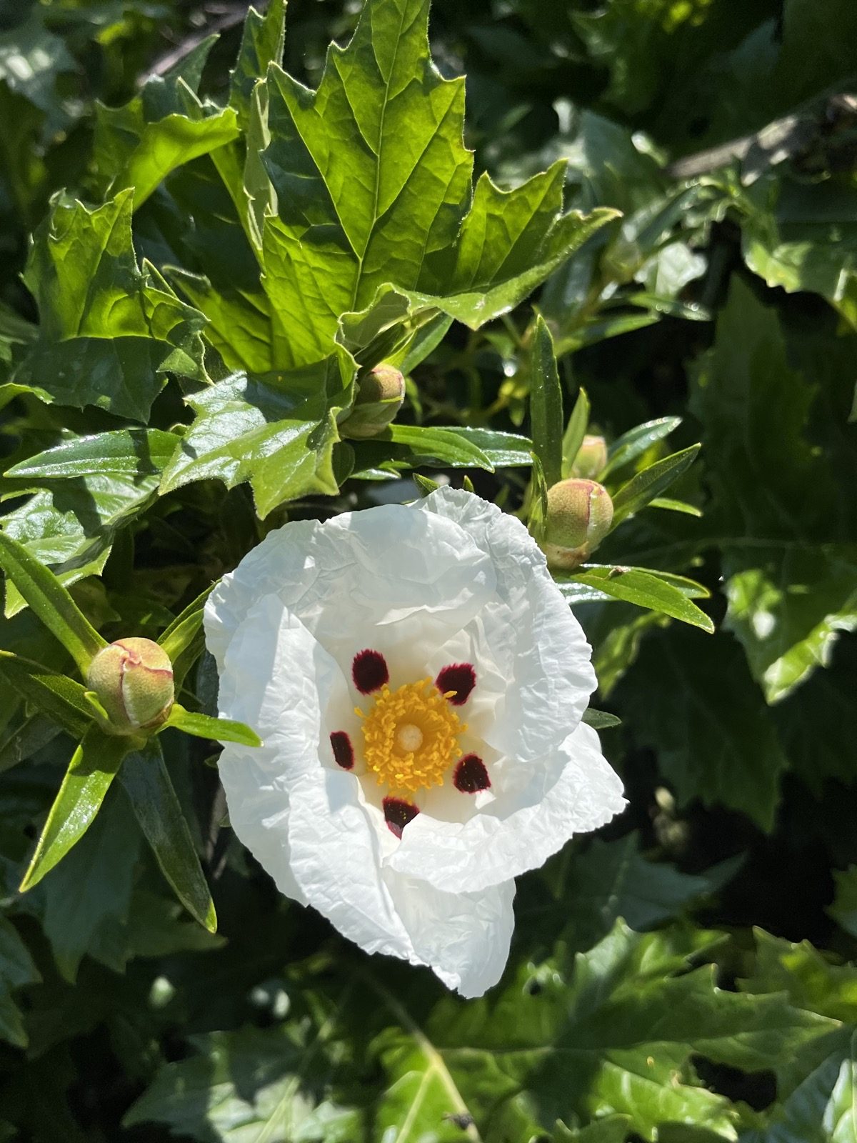 A single white bloom open in soft light