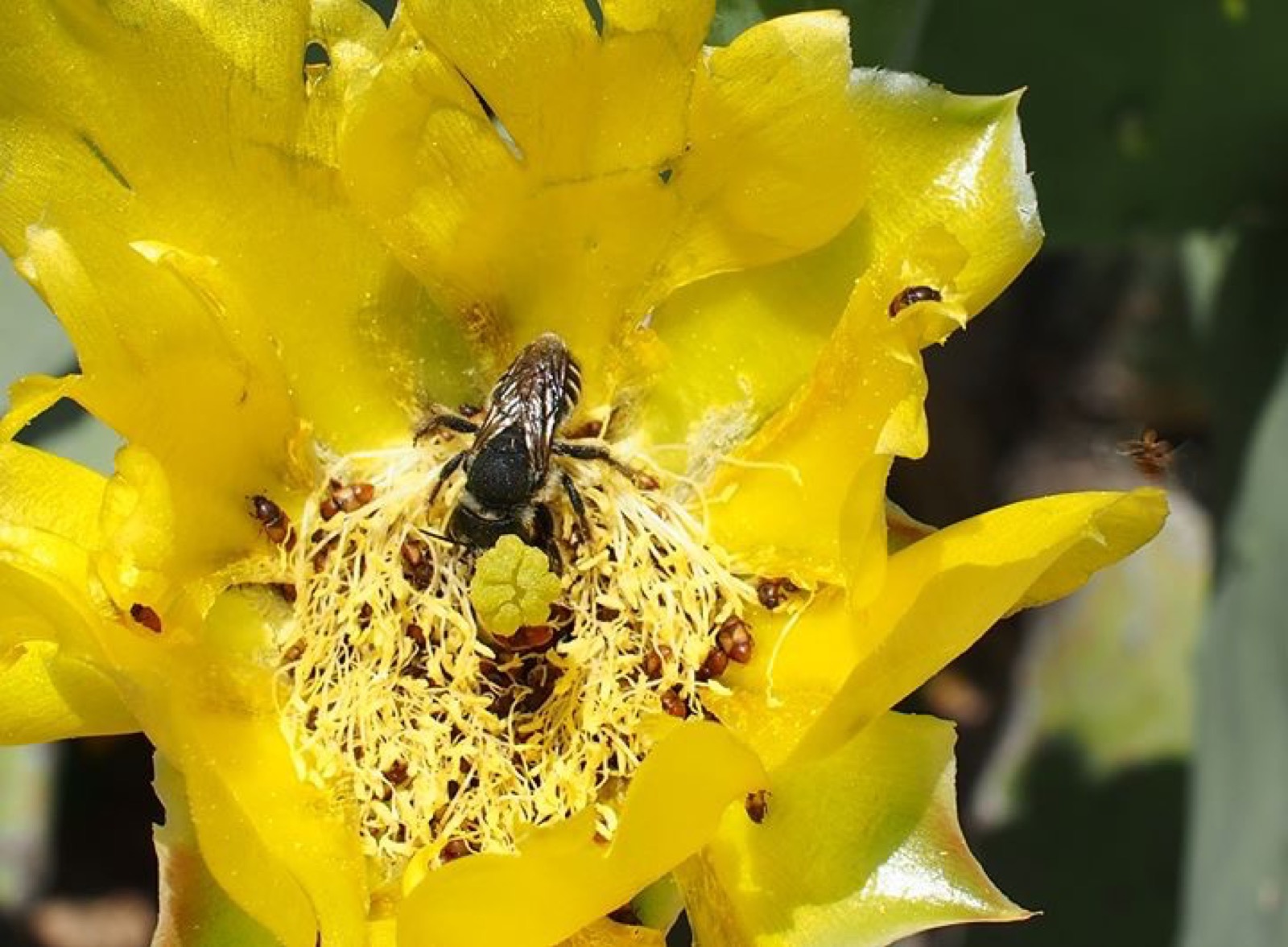 A yellow prickly pear bloom with a bee at its centre