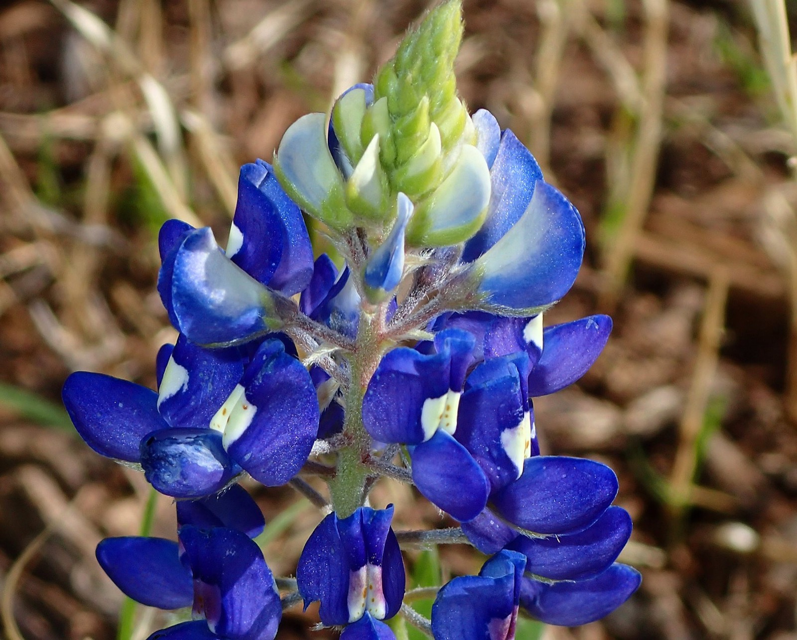 A field of Texas bluebonnets going out of focus toward the treeline