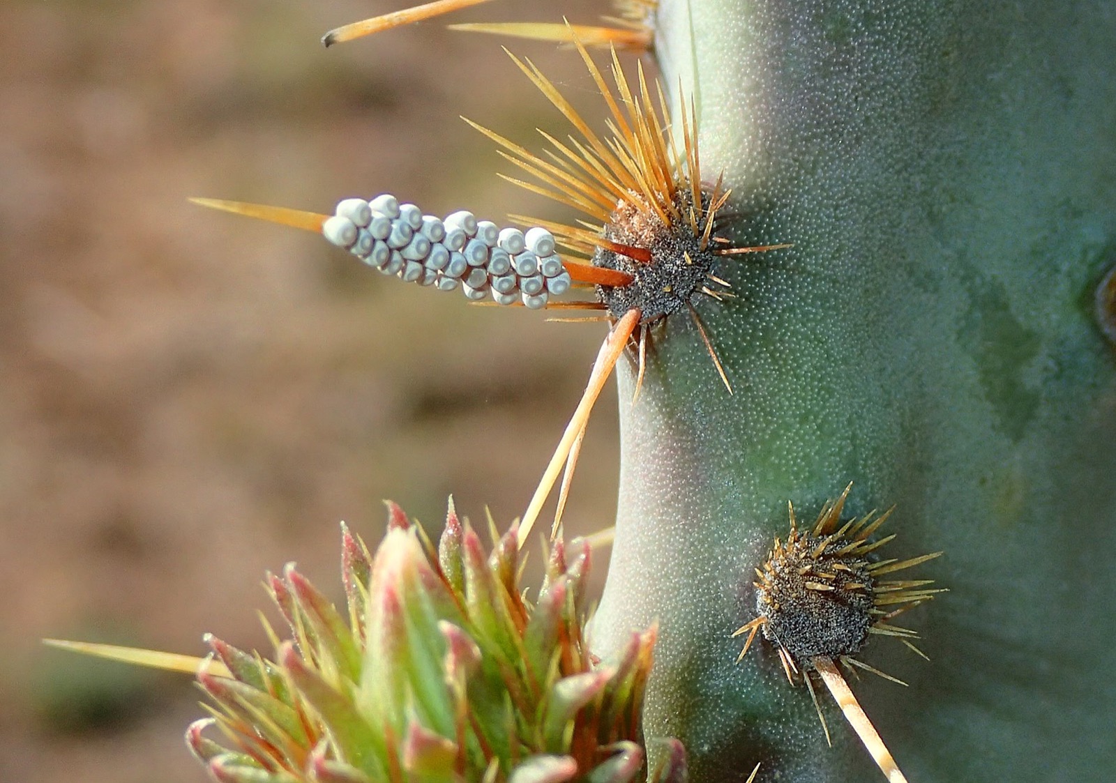 A single yellow prickly pear bloom open against grey-green pads