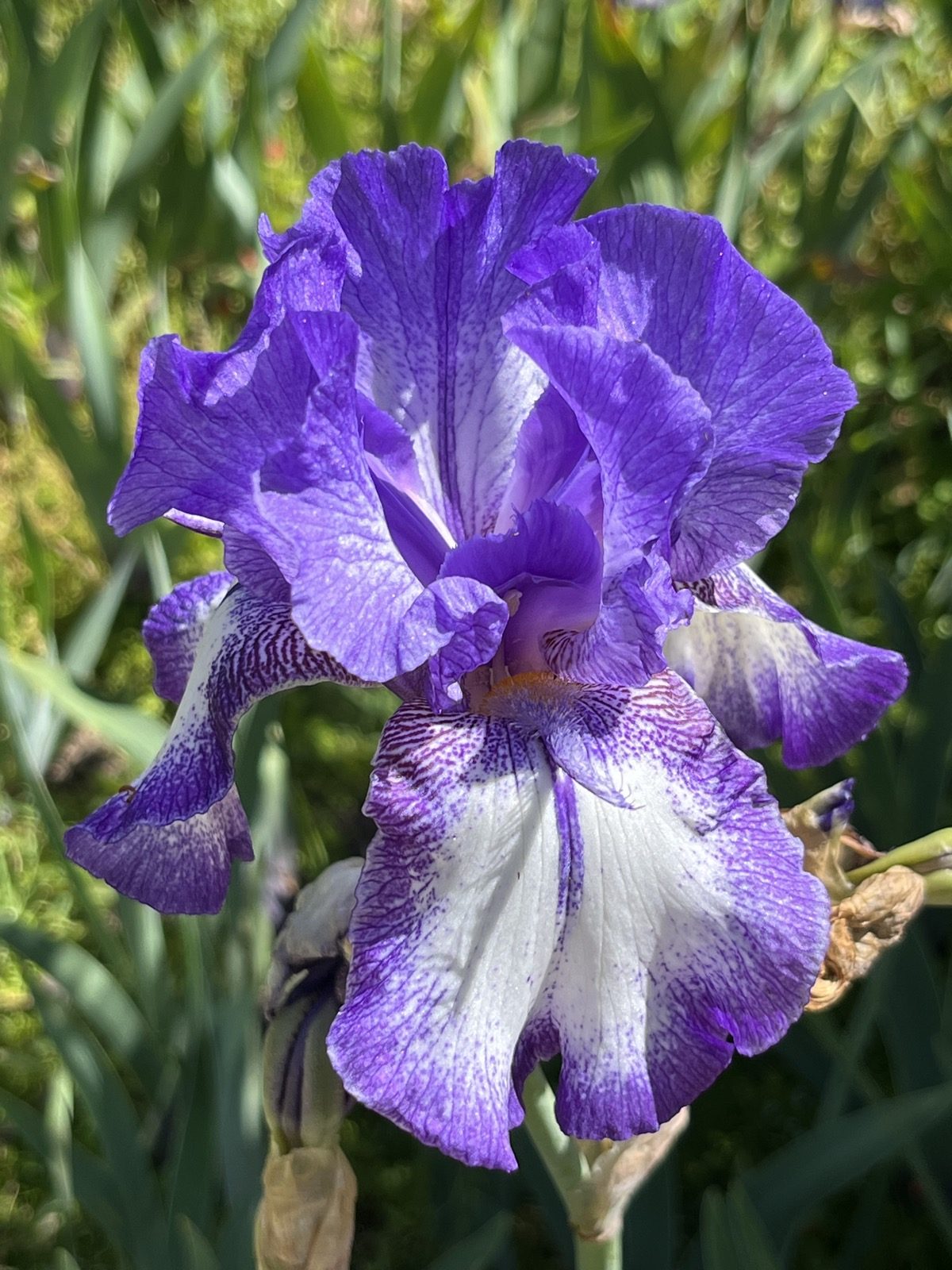 A purple bearded iris caught in low side light