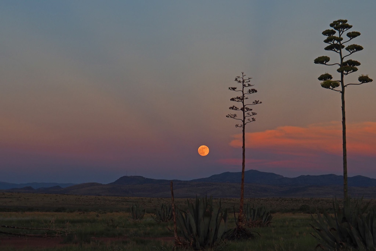 A near-full moon rising in a dusk-blue sky