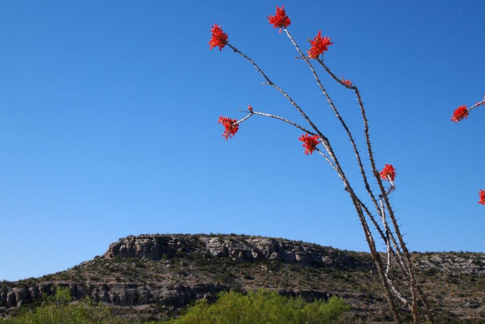 Ocotillo canes tipped with red flowers against a pale sky